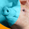 Jornada ECOGAN / SIGE / MTD en monog&aacute;stricos