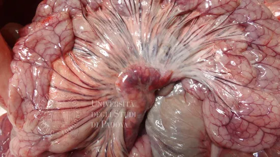 Settimana del 03-Dic-2025