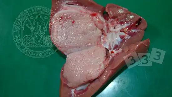 Settimana del 18-Mar-2026