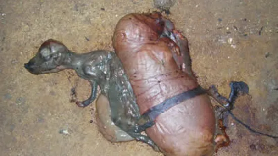 Settimana del 10-Dic-2025