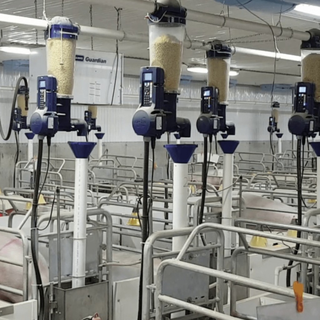 GESTAL Quattro: Sistema de alimentación computarizado para cerdas lactantes