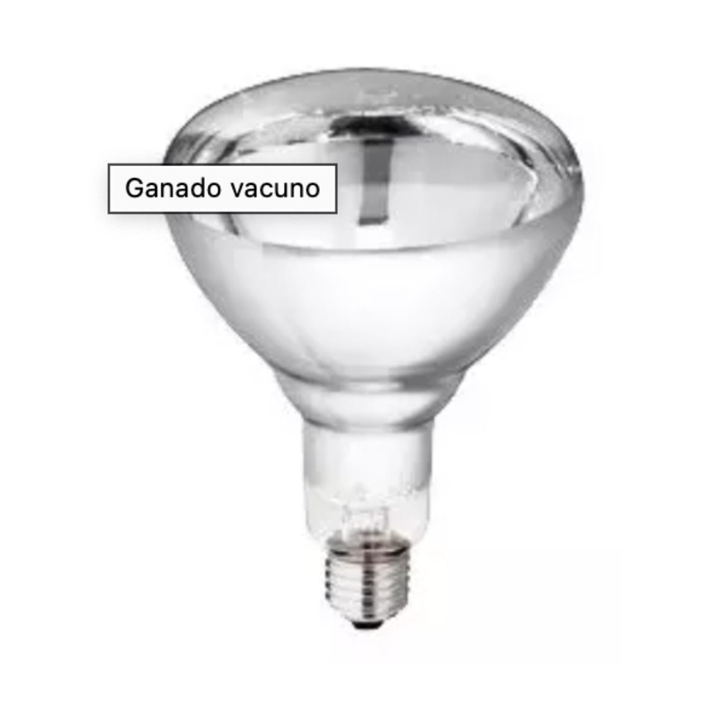 Ampoule chauffante Philips rouge 150 Watt HG 10 pièces