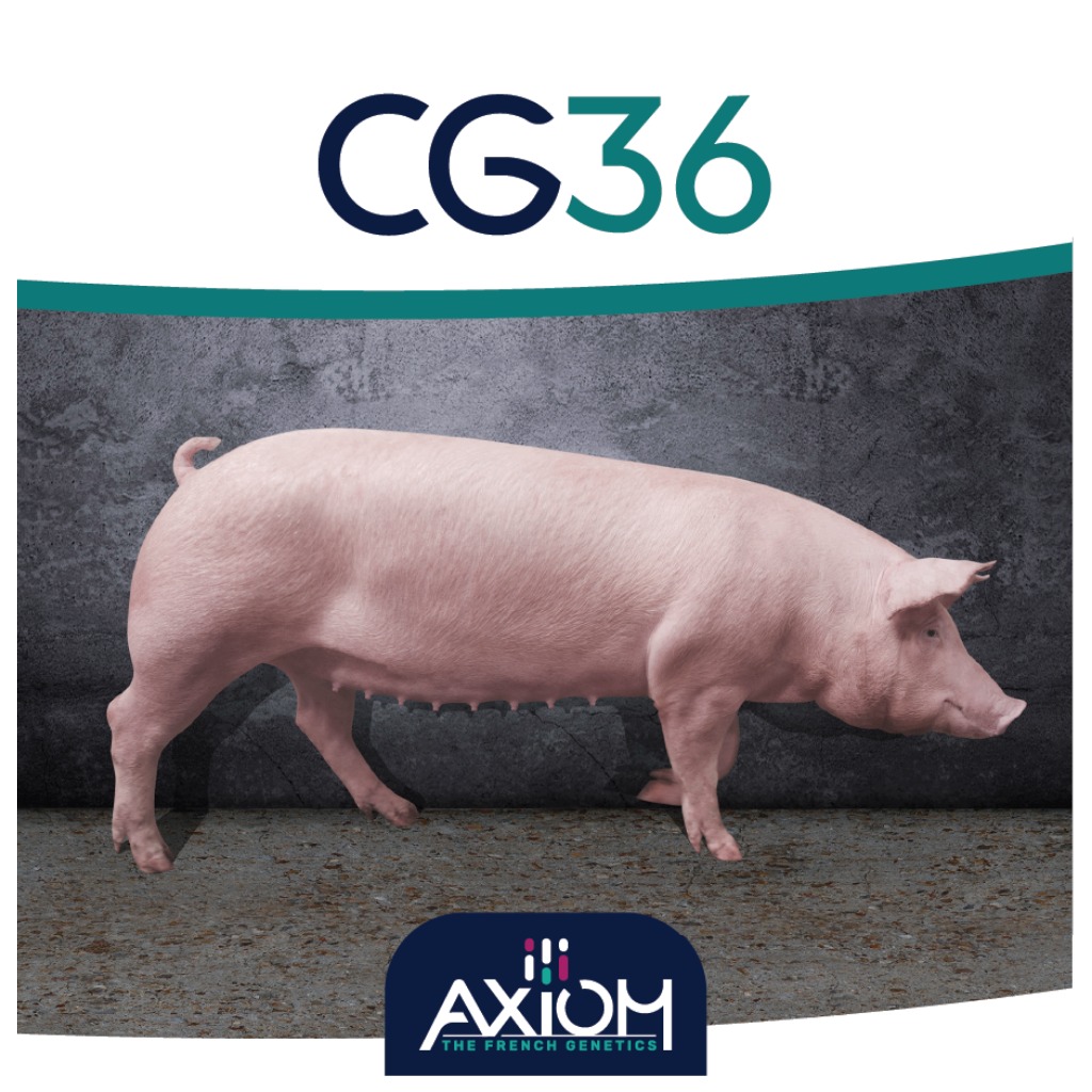 CG36