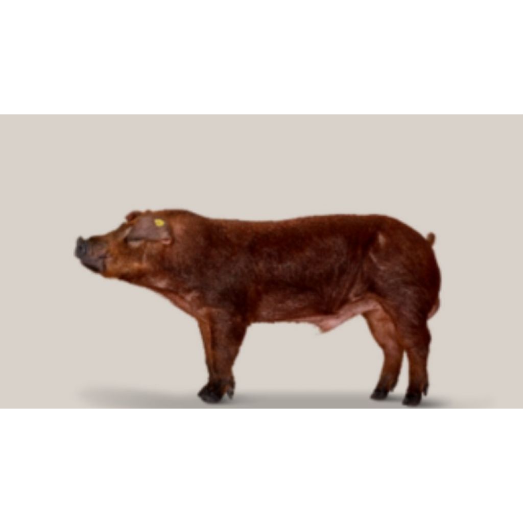 Macho finalizador Duroc DanBred